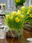 Table decoration with wheat grass, daffodils and birch tree