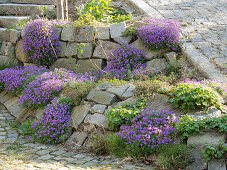 Man planting stone wall with blue pinks and cranesbill