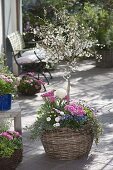 Ornamental cherry with spring flowers in basket plant