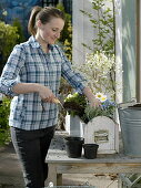 Planting a blue and white spring box (2/4)