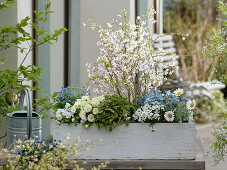 Planting a blue and white spring box (4/4)