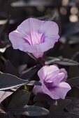 Ipomoea Sweet Caroline 'Purple' (Rotblättrige Süßkartoffel)