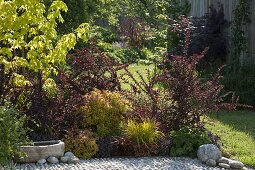 Rot-gelbes Beet mit Berberis thunbergii 'Atropurpurea' (Berberitzen)