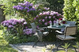 Rhododendron in partial shade, Hosta 'Francee'