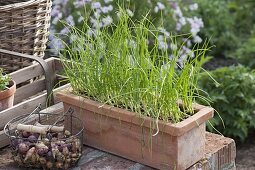 Planting leeks in flower bed