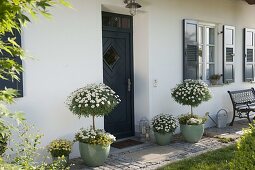 House entrance with Argyranthemum frutescens 'Stella 2000' Duplo White
