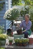 Underplanting daisy stems with balcony flowers (1/4)