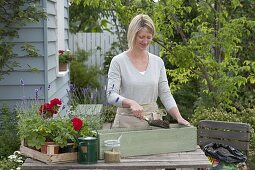 Planting geraniums and lavender in a wooden box (1/4)