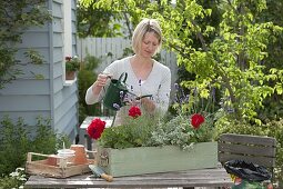 Planting geraniums and lavender in a wooden box (3/4)