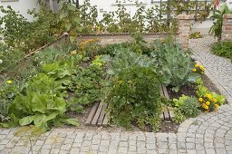 Gemüsebeet im Bauerngarten mit Sellerie (Apium), Brokkoli (Brassica)