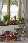 Growing summer flowers and vegetables indoors