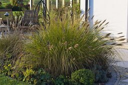 Pennisetum 'Hameln' (feather bristle grass) in an autumn perennial border