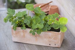 Terrakottakasten mit Jungpflanzen von Echter Engelwurz