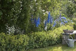 Blau-weißes Staudenbeet mit Delphinium (Rittersporn), Campanula