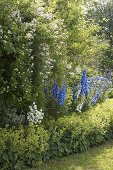 Blau-weißes Staudenbeet mit Delphinium (Rittersporn), Campanula