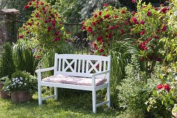 Rosa 'Flammentanz' (Kletterrosen) an Metall-Zaun, Spartina