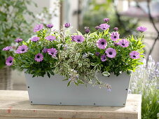 Planting a box with Cape daisies and sage (4/4)