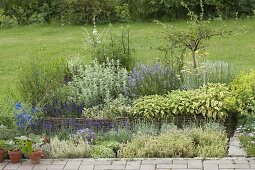 Herb bed with willow border