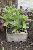 Planting trapezoidal beds with zinnias