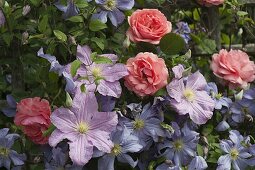 Rosa 'Amelia' (Renaissance-Rose), Clematis integrifolia 'Juuli'