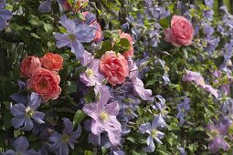 Rosa 'Amelia' (Renaissance - Rose), Clematis integrifolia 'Juuli'