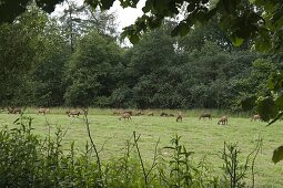 Blick aus dem Garten auf Kamerun-Schafe auf der Weide