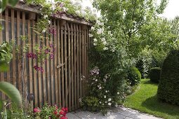 Schuppen bewachsen mit Rosa (Rosen) und Clematis (Waldrebe), Lavatera