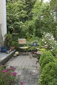 Seat at the house entrance in front of Cornus kousa (flowering dogwood)