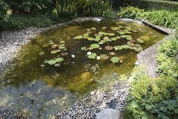 Teich mit Nymphaea (Seerosen), Kies am Ufer, Lysimachia punctata