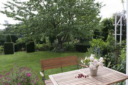 View from the seating area to the large sweet cherry tree (Prunus avium)