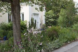 Perennial bed in the front garden under a cherry tree (Prunus)