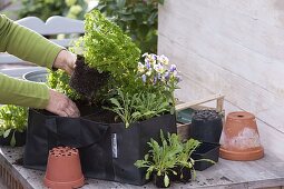 Planting herbs in a bag (2/4)