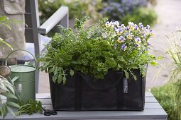 Planting herbs in a bag (4/4)