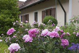 Vorgarten mit Paeonia (Pfingstrosen) und Rosa (Rosen)