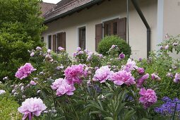 Front garden with Paeonia (peonies) and Rosa (roses)