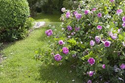 Blick auf Rosa (Rosen), Buxus (Buchs)