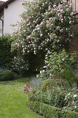 Rosa (climbing rose) at the house, semicircular perennial bed