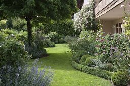 Rosa (climbing rose) by the house, curved shrub bed with buxus