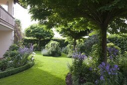 Garten mit geschwungenen Staudenbeeten, Robinia pseudoacacia