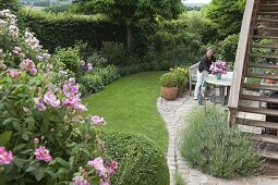 Blick in Garten eingerahmt mit Hecke, Rosa 'Rosa Mundi' (Historische Rose)