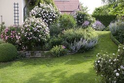 Blick über Rasen auf Beete mit Rosa (Rosen), Buxus (Buchs) Kugeln