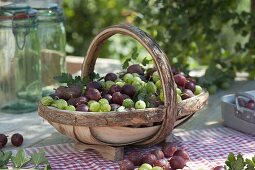 Basket of freshly harvested red and green gooseberries (Ribes uva-crispa)