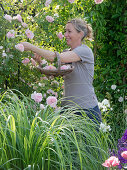 Woman cutting flowers of Rosa 'Kir Royal' (climbing rose)