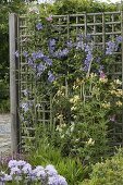 Clematis (clematis) and Lonicera caprifolium (honeysuckle)