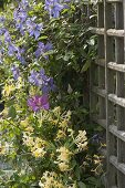 Clematis (Clematis) and Lonicera caprifolium (Honeysuckle)