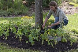 Plant tree slice with nasturtium