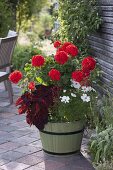 Pelargonium zonale 'Anthony' (standing geranium) stems