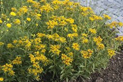 Sedum floriferum 'Weihenstephaner Gold' (Golden Stonecrop)