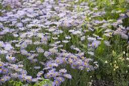 Erigeron 'Prosperity' (fine ray aster)