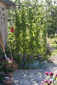 Hopfen als Sichtschutz in Blechkasten mit Rankhilfe am Gartenhaus